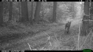 Куцый-переярок (2).JPG